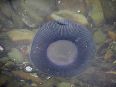 Aequorea forskalea