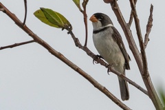 Sporophila albogularis