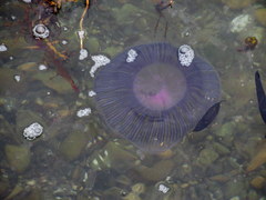 Aequorea forskalea