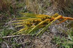 Aciphylla montana