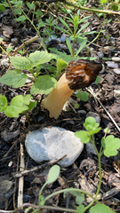 Morchella semilibera