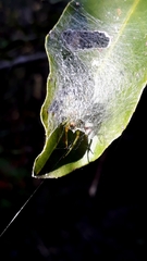 Bijoaraneus legonensis