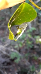 Bijoaraneus legonensis