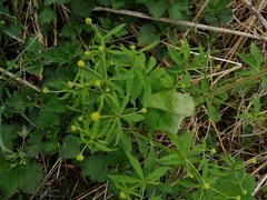 Ranunculus cassubicus