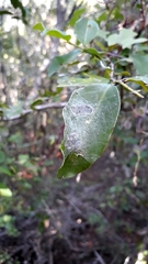 Bijoaraneus legonensis