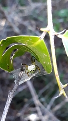 Bijoaraneus legonensis