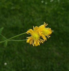 Ranunculus cassubicus