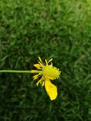 Ranunculus cassubicus