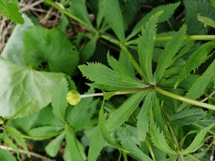 Ranunculus cassubicus