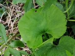Ranunculus cassubicus