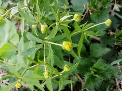 Ranunculus cassubicus