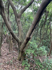 Acacia confusa