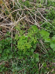 Ranunculus cassubicus