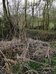 Ranunculus cassubicus