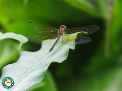 Gynothemis