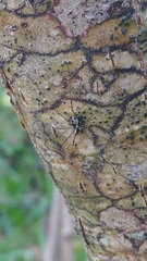 Megabunus diadema
