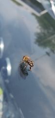 Apis mellifera