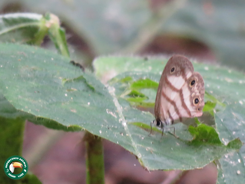Euptychia euronotus