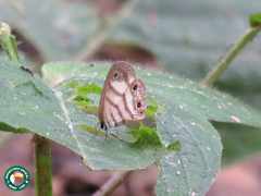 Euptychia