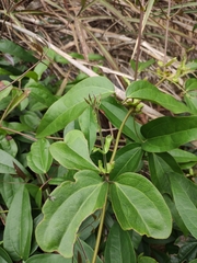 Clematis florida