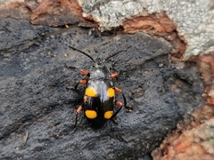 Eumorphus quadriguttatus pulchripes