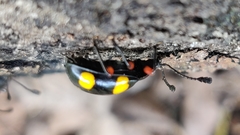Eumorphus quadriguttatus pulchripes