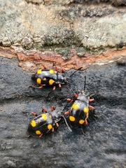Eumorphus quadriguttatus pulchripes