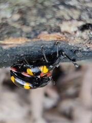Eumorphus quadriguttatus pulchripes
