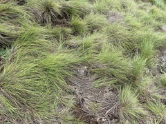 Festuca petraea