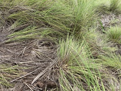 Festuca petraea