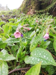 Pulmonaria saccharata