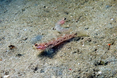 Istigobius hoesei