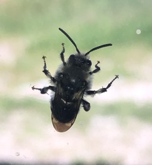 Melecta