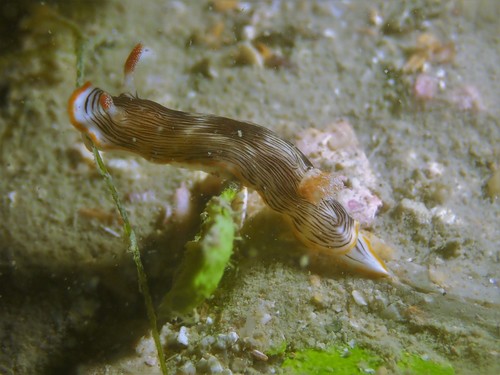 Photo of Striatella chromodoris (Chromodoris striatella)