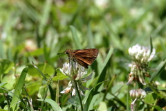 Poanes viator