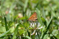 Poanes viator
