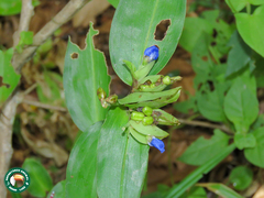 Commelina obliqua