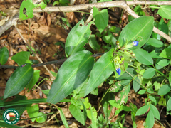 Commelina obliqua