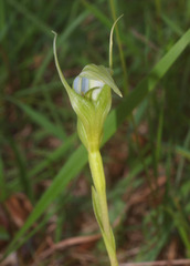 Pterostylis micromega