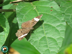 Ectima thecla thecla