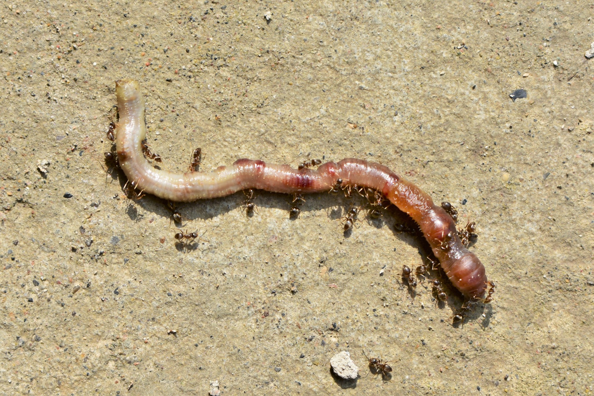 Lasius neglectus