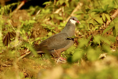 Columba vitiensis