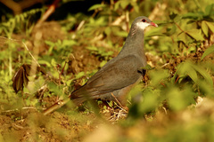 Columba vitiensis