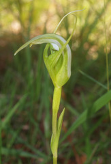 Pterostylis micromega