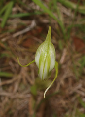 Pterostylis micromega