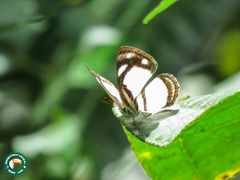 Dynamine athemon athemaena