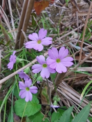 Primula obconica