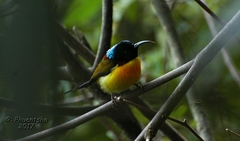 Aethopyga nipalensis