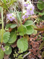 Primula obconica