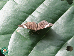 Ectima thecla thecla